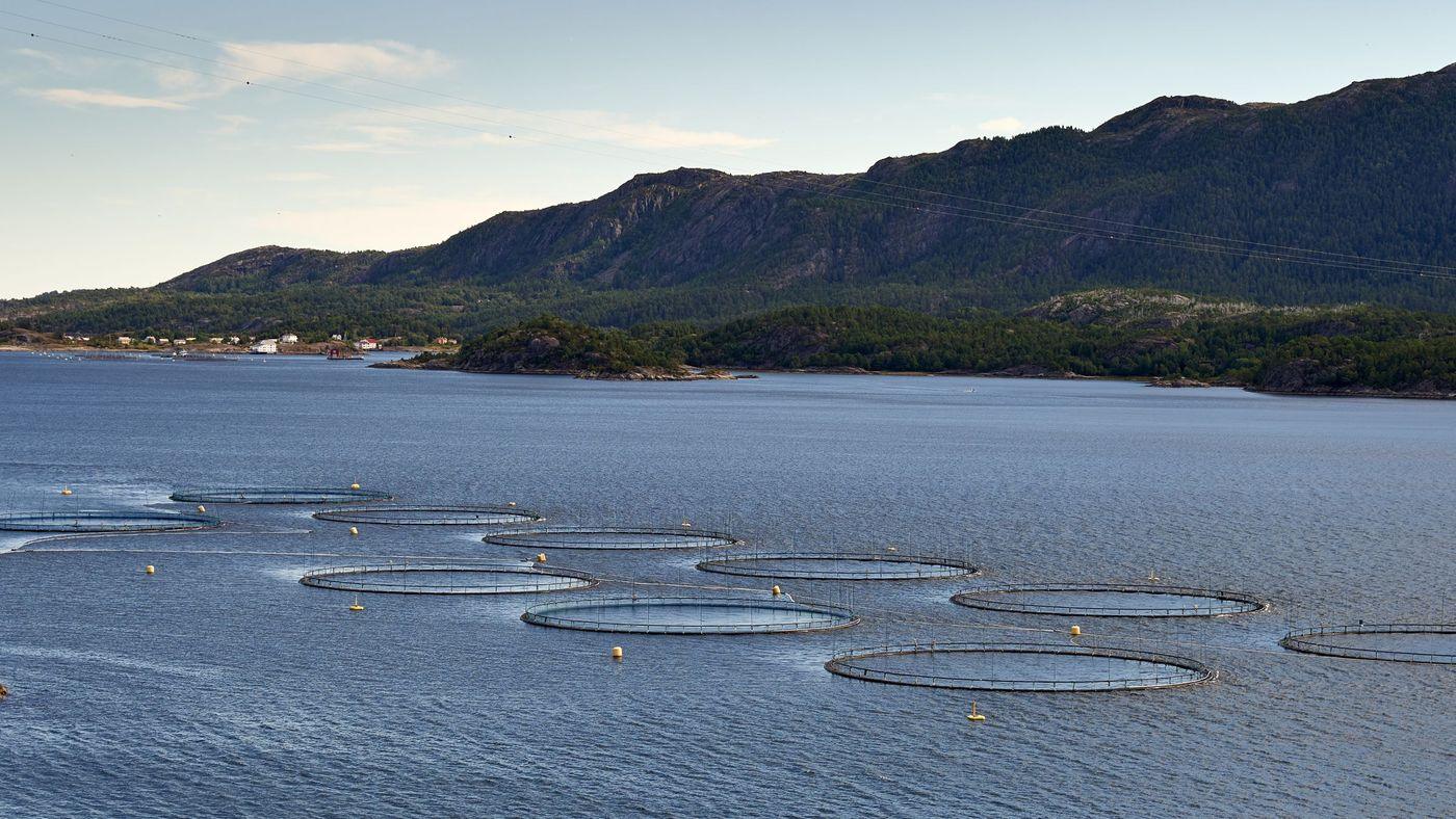 Circular fish farm net pens floating in sheltered coastal water
