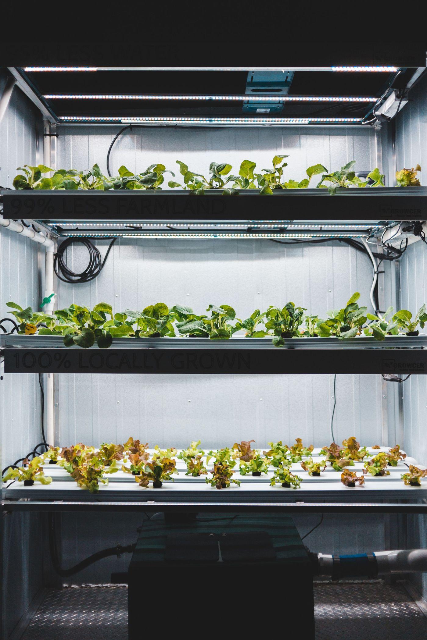 A high-tech indoor growing system with vegetables under horticultural lighting