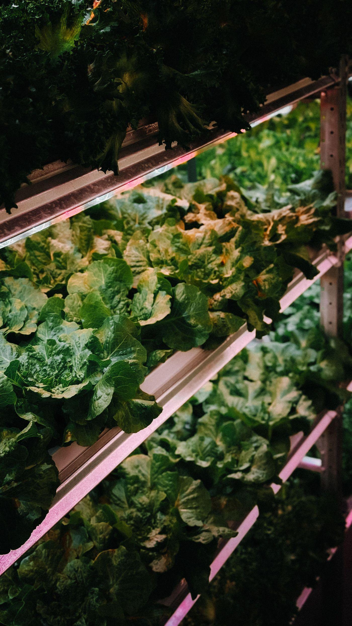 A vertical hydroponic lettuce farm with dense rows of green lettuce under grow lighting