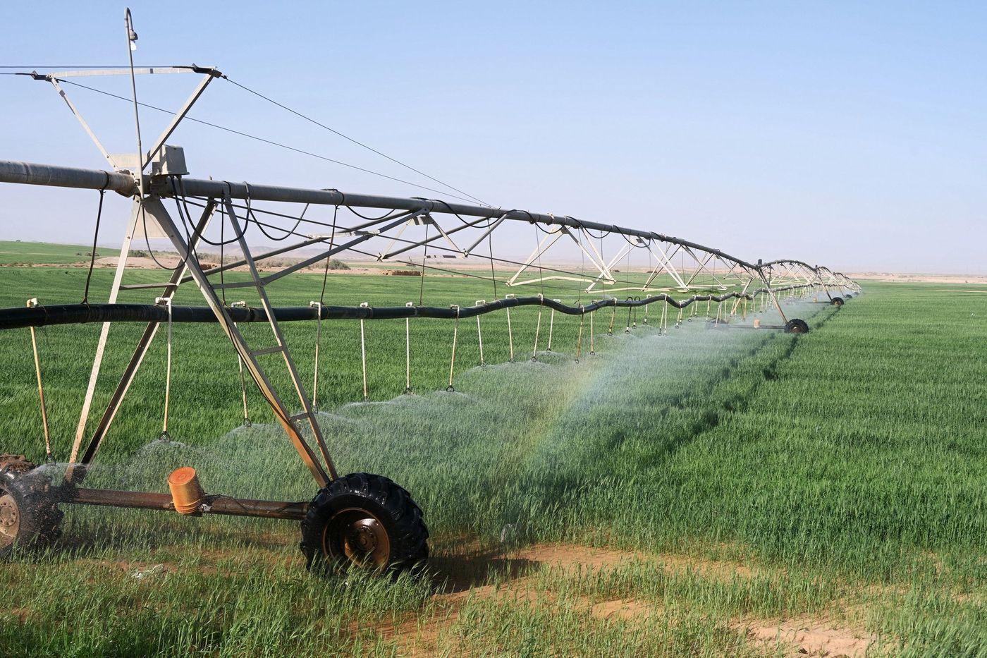 Sprinkler irrigation running over crops in desert conditions near Tabuk, Saudi Arabia